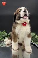 Red Collar, a female Bernese Mountain Dog and Saint Bernard for sale in Kingston, OH – 10 of 10