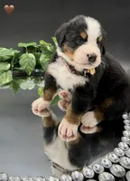 Brown Collar, a male Bernese Mountain Dog for sale in Columbus, US – 7 of 10
