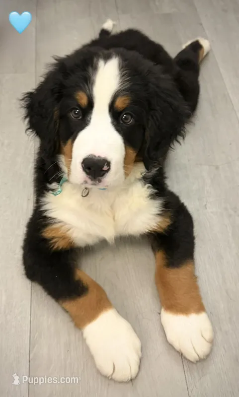 Light Blue – Bernese Mountain Dog puppy for sale in Kingston, OH