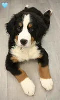 Light Blue, a male Bernese Mountain Dog for sale in Kingston, OH – 2 of 9
