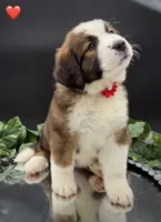 Red Collar, a female Bernese Mountain Dog and Saint Bernard for sale in Kingston, OH – 7 of 10