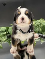 Black Collar , a male Bernese Mountain Dog for sale in Columbus, US – 3 of 7