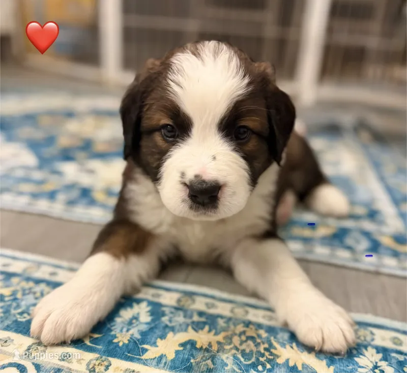 Red Collar – Bernese Mountain Dog, Saint Bernard puppy for sale in Columbus, OH, US