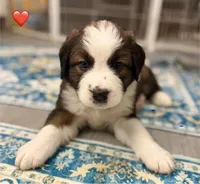 Red Collar, a female Bernese Mountain Dog and Saint Bernard for sale in Columbus, US – 1 of 9
