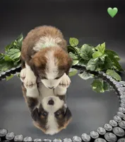 Green Collar, a male Bernese Mountain Dog and Saint Bernard for sale in Columbus, US – 3 of 10