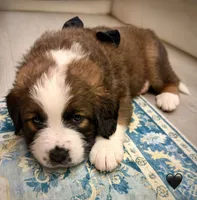 Black Collar, a female Bernese Mountain Dog and Saint Bernard for sale in Columbus, US – 3 of 9