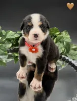 Orange Collar , a male Bernese Mountain Dog for sale in Kingston, OH – 7 of 10
