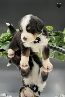 Black Collar , a male Bernese Mountain Dog for sale in Columbus, US – 4 of 7
