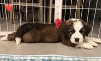 Red Collar, a female Bernese Mountain Dog and Saint Bernard for sale in Columbus, US – 3 of 9