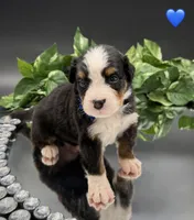 Dark Blue Collar, a male Bernese Mountain Dog for sale in Columbus, US – 10 of 10