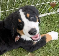 Brown Collar, a male Bernese Mountain Dog for sale in Kingston, OH – 3 of 10