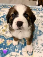 Purple Collar, a female Bernese Mountain Dog and Saint Bernard for sale in Columbus, US – 6 of 8