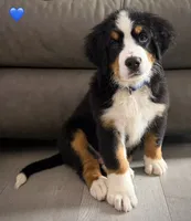 Dark Blue Collar, a male Bernese Mountain Dog for sale in Kingston, OH – 6 of 10