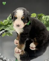 Green Collar, a male Bernese Mountain Dog for sale in Columbus, US – 2 of 10