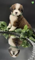 Green Collar, a male Bernese Mountain Dog and Saint Bernard for sale in Columbus, US – 2 of 10