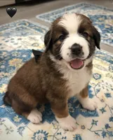 Black Collar, a female Bernese Mountain Dog and Saint Bernard for sale in Columbus, US – 1 of 9