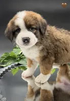 Brown Collar, a male Bernese Mountain Dog and Saint Bernard for sale in Columbus, US – 2 of 6