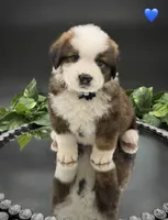 Dark Blue Collar, a male Bernese Mountain Dog and Saint Bernard for sale in Columbus, US – 9 of 10