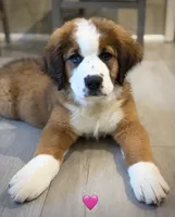 Pink Collar, a female Bernese Mountain Dog and Saint Bernard for sale in Kingston, OH – 3 of 10