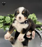 Black Collar , a male Bernese Mountain Dog for sale in Columbus, US – 2 of 7