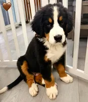 Brown Collar, a male Bernese Mountain Dog for sale in Kingston, OH – 2 of 10