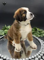 Black Collar, a female Bernese Mountain Dog and Saint Bernard for sale in Kingston, OH – 7 of 10