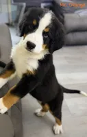 Orange Collar , a male Bernese Mountain Dog for sale in Kingston, OH – 2 of 10