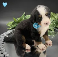 Light Blue, a male Bernese Mountain Dog for sale in Columbus, US – 9 of 10