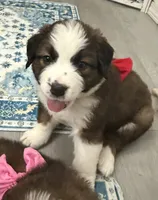 Red Collar, a female Bernese Mountain Dog and Saint Bernard for sale in Columbus, US – 9 of 9