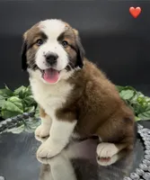 Red Collar, a female Bernese Mountain Dog and Saint Bernard for sale in Kingston, OH – 4 of 10