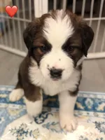 Red Collar, a female Bernese Mountain Dog and Saint Bernard for sale in Columbus, US – 8 of 9