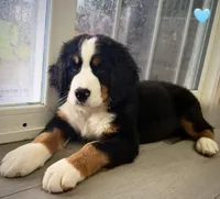 Light Blue, a male Bernese Mountain Dog for sale in Kingston, OH – 3 of 9