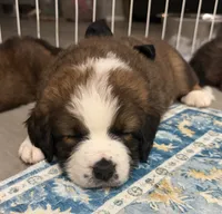 Black Collar, a female Bernese Mountain Dog and Saint Bernard for sale in Columbus, US – 7 of 9
