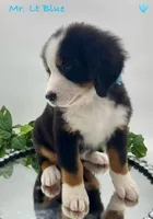 Lt Blue, a male Bernese Mountain Dog for sale in Columbus, US – Photo 9 of 10