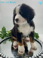 Lt Blue, a male Bernese Mountain Dog for sale in Columbus, US – Photo 7 of 10