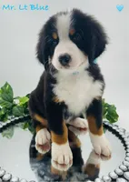 Lt Blue, a male Bernese Mountain Dog for sale in Columbus, US – Photo 1 of 10