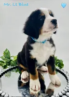Lt Blue, a male Bernese Mountain Dog for sale in Columbus, US – Photo 8 of 10