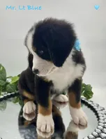 Lt Blue, a male Bernese Mountain Dog for sale in Columbus, US – Photo 5 of 10