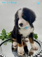 Lt Blue, a male Bernese Mountain Dog for sale in Columbus, US – Photo 10 of 10