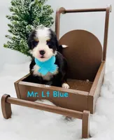 Lt Blue, a male Bernese Mountain Dog for sale in Columbus, US – Photo 3 of 10