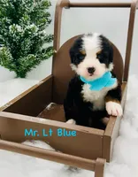 Lt Blue, a male Bernese Mountain Dog for sale in Columbus, US – Photo 2 of 10