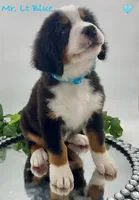 Lt Blue, a male Bernese Mountain Dog for sale in Columbus, US – Photo 6 of 10