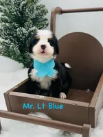 Lt Blue, a male Bernese Mountain Dog for sale in Columbus, US – Photo 4 of 10