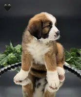 Black Collar, a female Bernese Mountain Dog and Saint Bernard for sale in Kingston, OH – 10 of 10