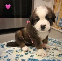 Pink Collar, a female Bernese Mountain Dog and Saint Bernard for sale in Columbus, US – 5 of 8