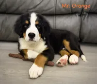 Orange Collar , a male Bernese Mountain Dog for sale in Kingston, OH – 3 of 10