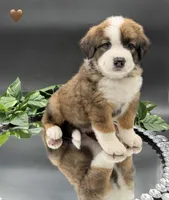 Brown Collar, a male Bernese Mountain Dog and Saint Bernard for sale in Columbus, US – 3 of 6
