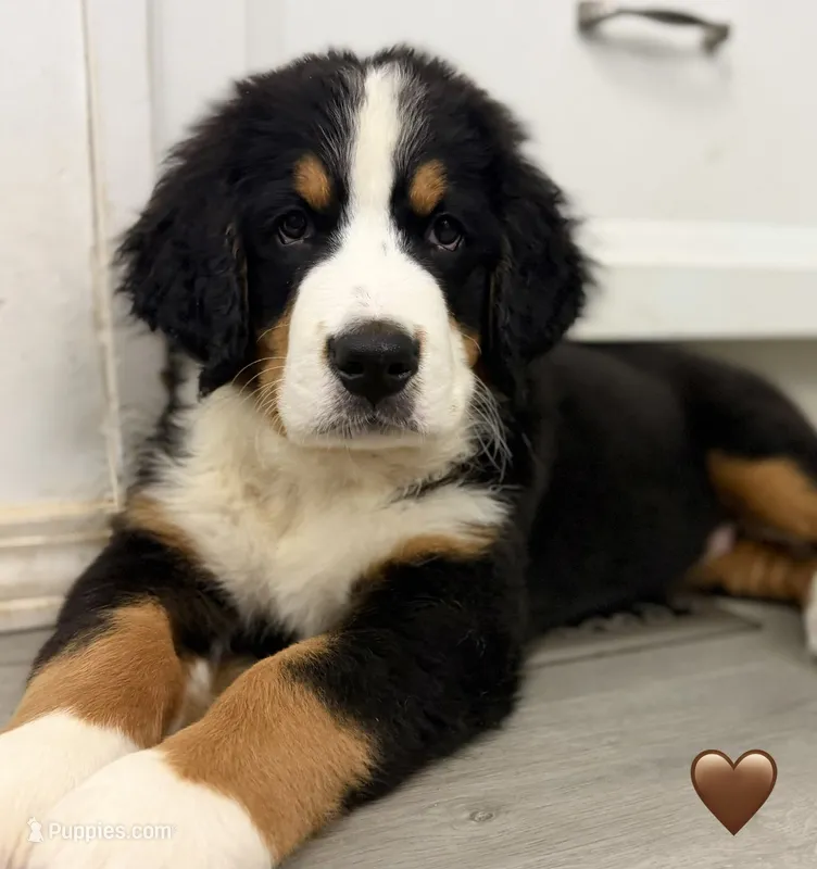Brown Collar – Bernese Mountain Dog puppy for sale in Kingston, OH