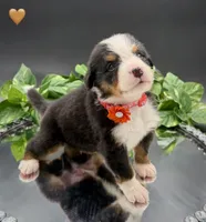 Orange Collar , a male Bernese Mountain Dog for sale in Kingston, OH – 5 of 10