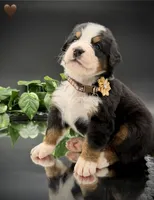 Brown Collar, a male Bernese Mountain Dog for sale in Columbus, US – 3 of 10